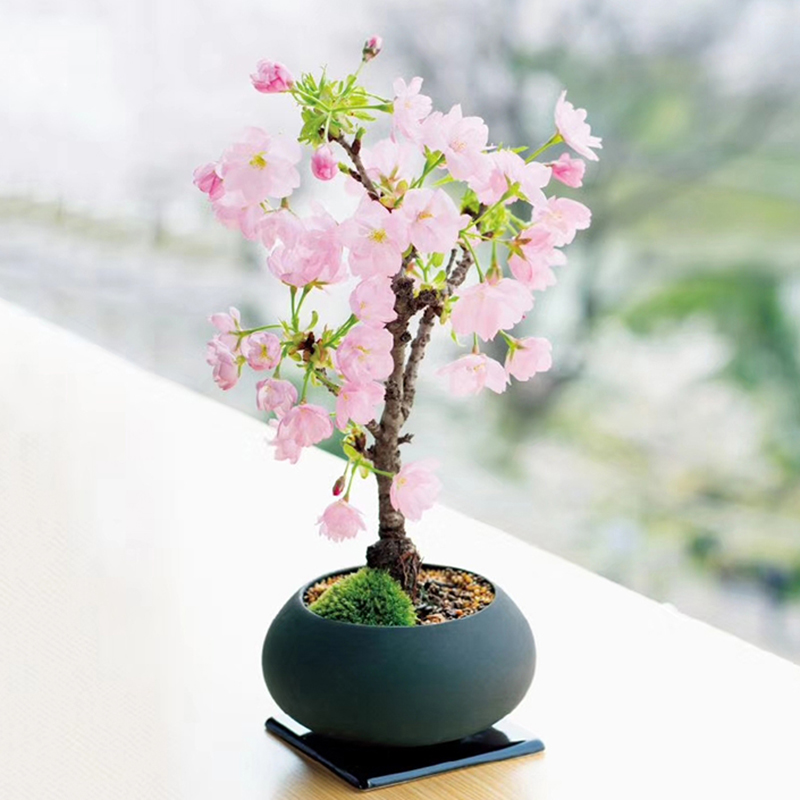 日本樱花树苗花卉矮化微型盆景绿植物室内外四季开花不断樱花盆栽