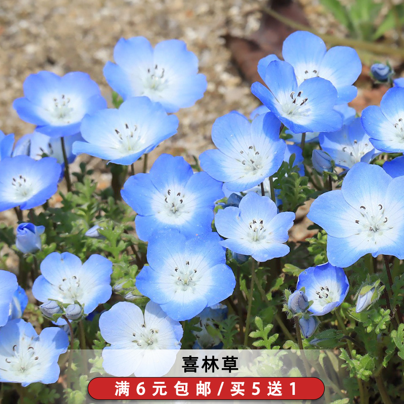 喜林草种籽蓝色粉蝶花种子婴儿的眼泪公园花海花园阳台可盆栽
