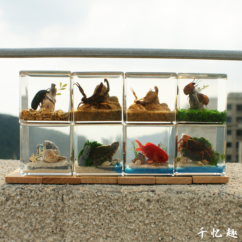 海洋动物昆虫标本微景观小摆件寄居蟹螃蟹金龟子金鱼蝎子乌龟礼盒