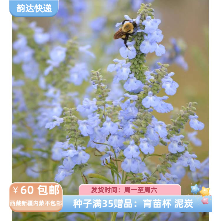 【种子】 花镜植物  天蓝鼠尾草  5粒