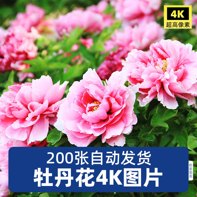 高清4K牡丹花图片花开富贵国花红粉花卉植物特写摄影照片JPG素材