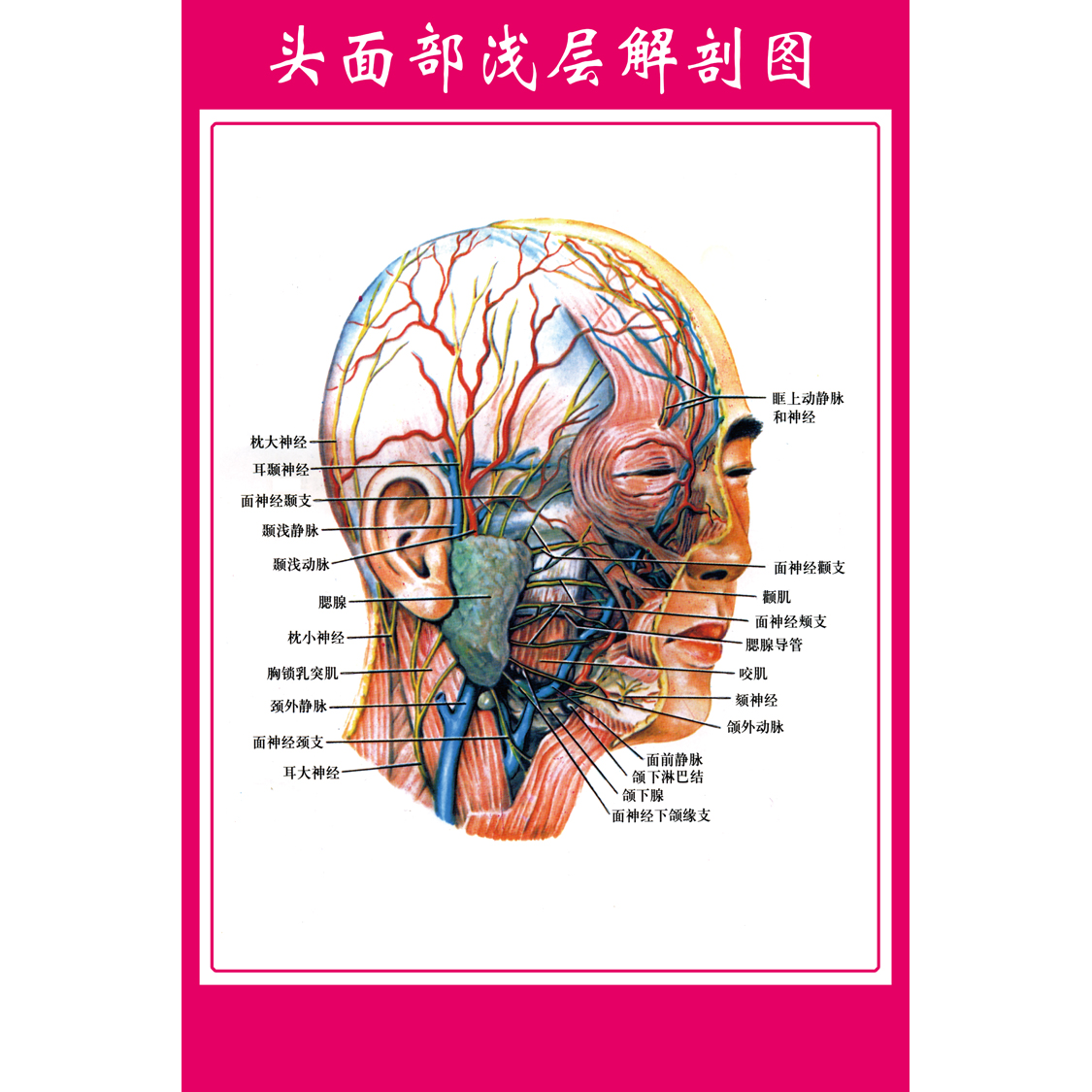 医院微整形美容面部人体血管面部肌肉《头面部浅层解剖》挂图海报