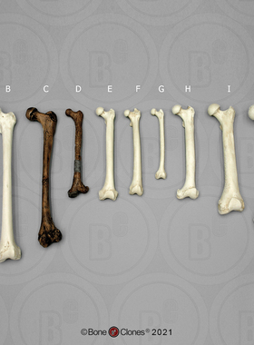 VM非常博物馆boneclones美国定制骨骼灵长类股骨对比动物骨头