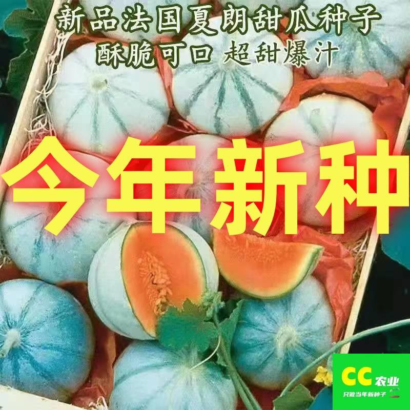新品甜瓜种子法国夏朗德甜瓜种子大全进口高产水果阳台盆栽四季播