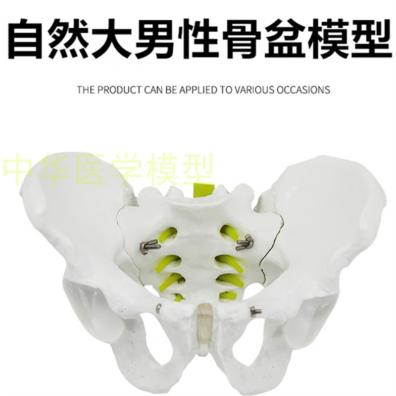 1:1男性骨盆标本模型 髂骨坐骨耻骨演示模型 标准人体骨骼模型