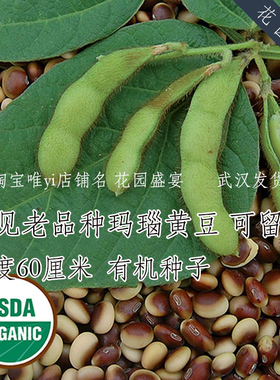 10粒罕见有机老品种大豆玛瑙种子灌木高产美国进口黄豆毛豆可留种