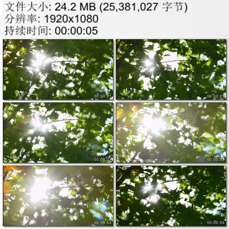 透过树叶的阳光枝叶摇曳中的日光 实拍动态视频素材