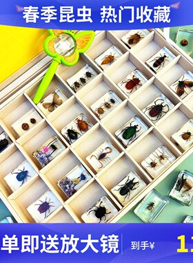 真实昆虫标本树脂小摆件幼儿园教学观察玩具蜘蛛甲虫蝎子动物真虫