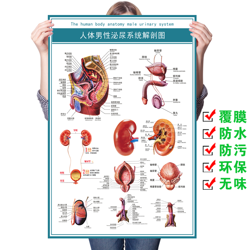 男女泌尿生殖器解剖图 女性生殖系统图医学人体生殖系统解剖挂图