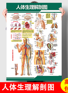 人体内脏解剖系统示意图医学宣传挂图人体器官心脏结构图医院海报