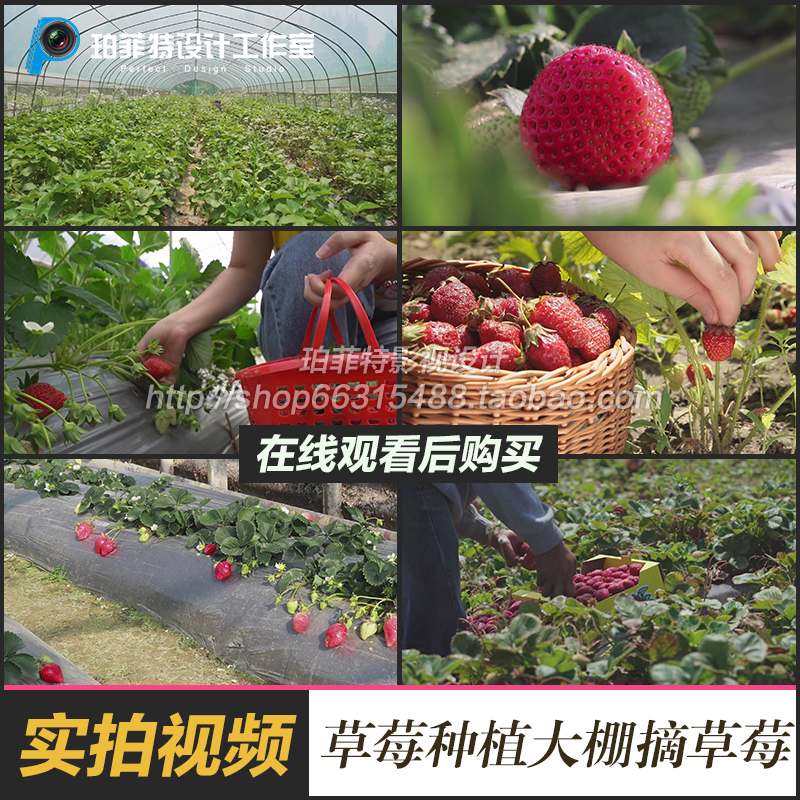 草莓种植大棚里的牛奶草莓农业草莓种植采摘草莓实拍视频素材