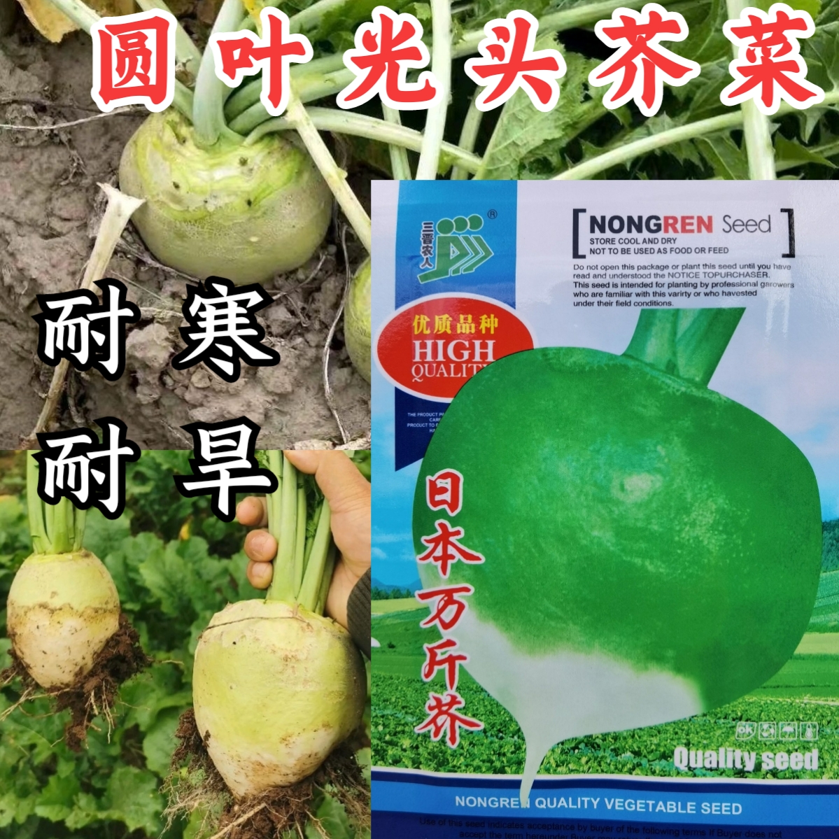 日本万斤芥种子光头芥菜疙瘩芥种子日本光头芥咸菜蔬菜种子种籽孑