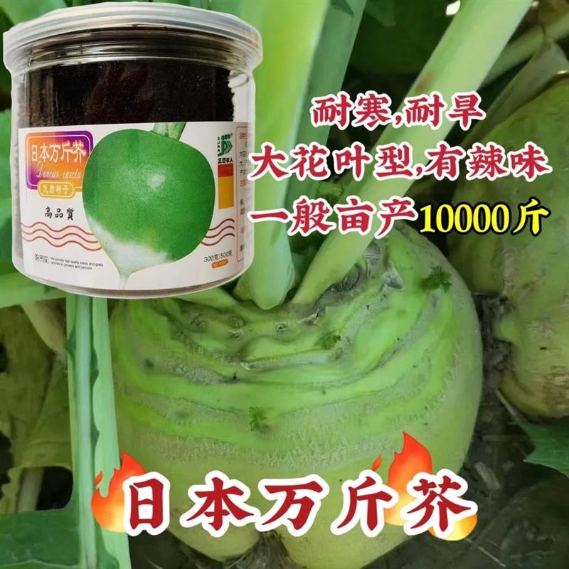 日本万斤芥光头芥菜种子二道眉芥菜头种籽辣疙瘩种子老咸菜籽秋季