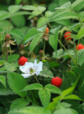 四月萢野草莓农村蓬蘽地栽盆栽三月泡灯笼萢刺泡覆盆子苗