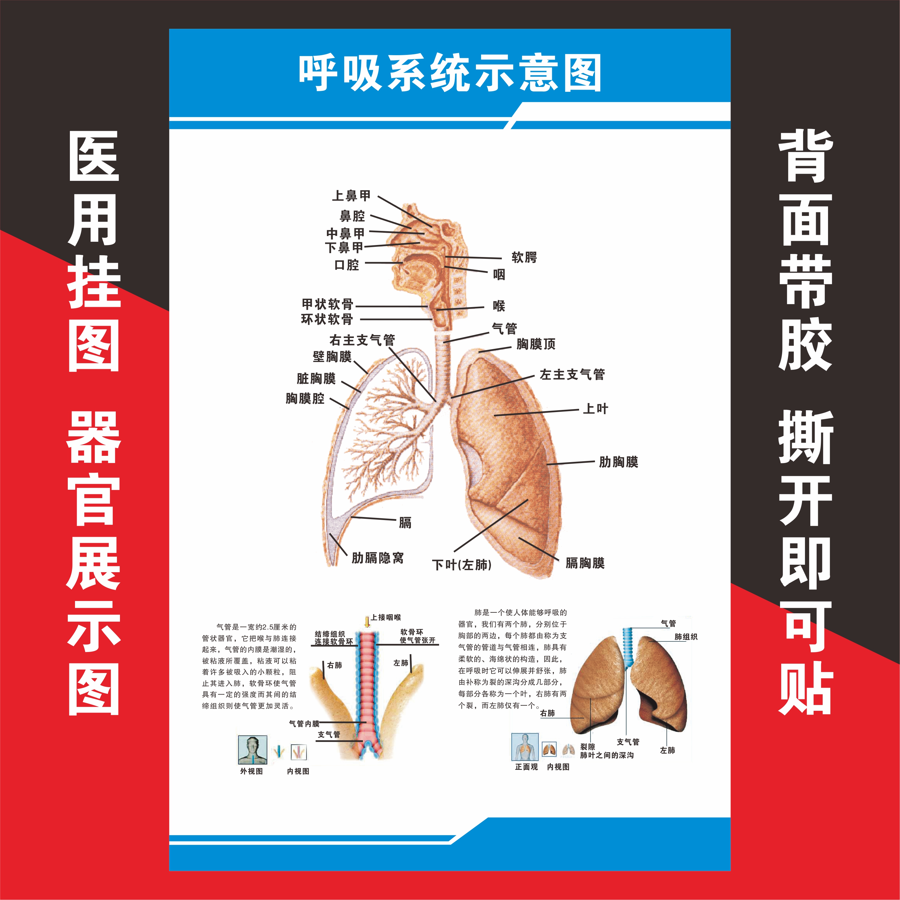 人体八大系统医用挂图自粘海报墙贴生殖呼吸消化神经运动泌尿图表
