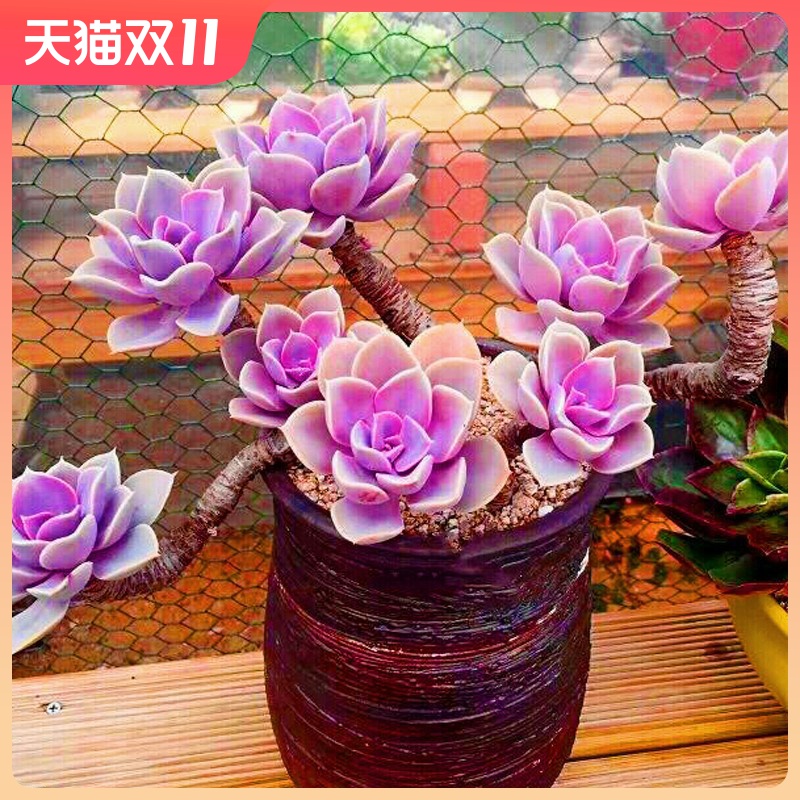 紫珍珠红心莲多肉植物室内组合小花卉四季盆栽套餐办公桌新款绿植