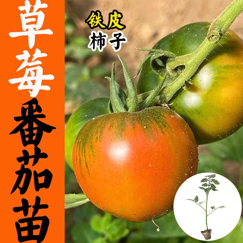 草莓番茄种苗番茄种子 高产抗病毒 粉红耐寒大果西红柿蔬菜种