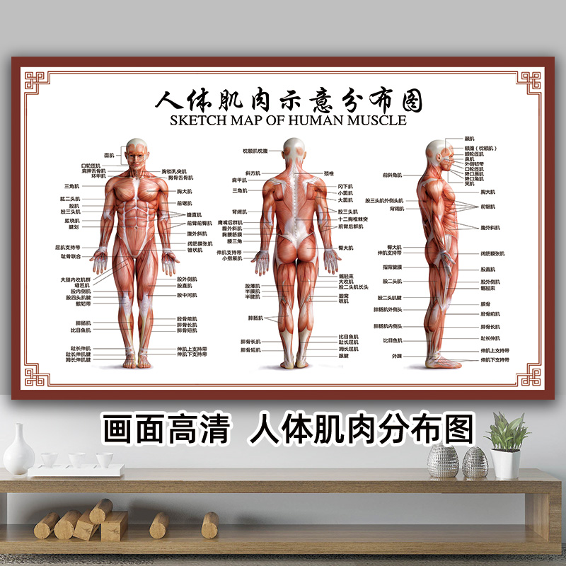 人体肌肉结构图身体解剖海报示意图人体肌肉骨骼图面部肌肉分布图