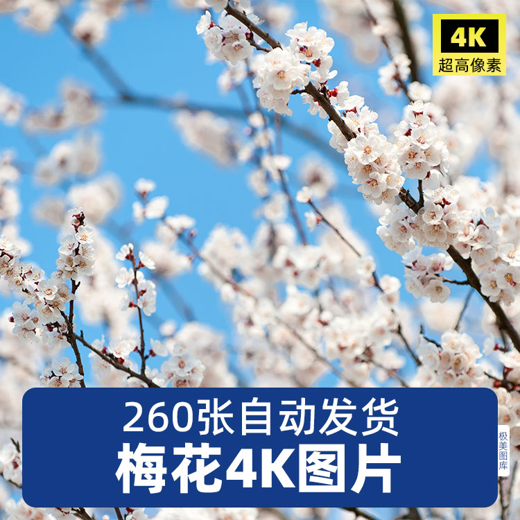 高清4K梅花真素材中国名花卉植物特写图片清新唯美花卉背景照片