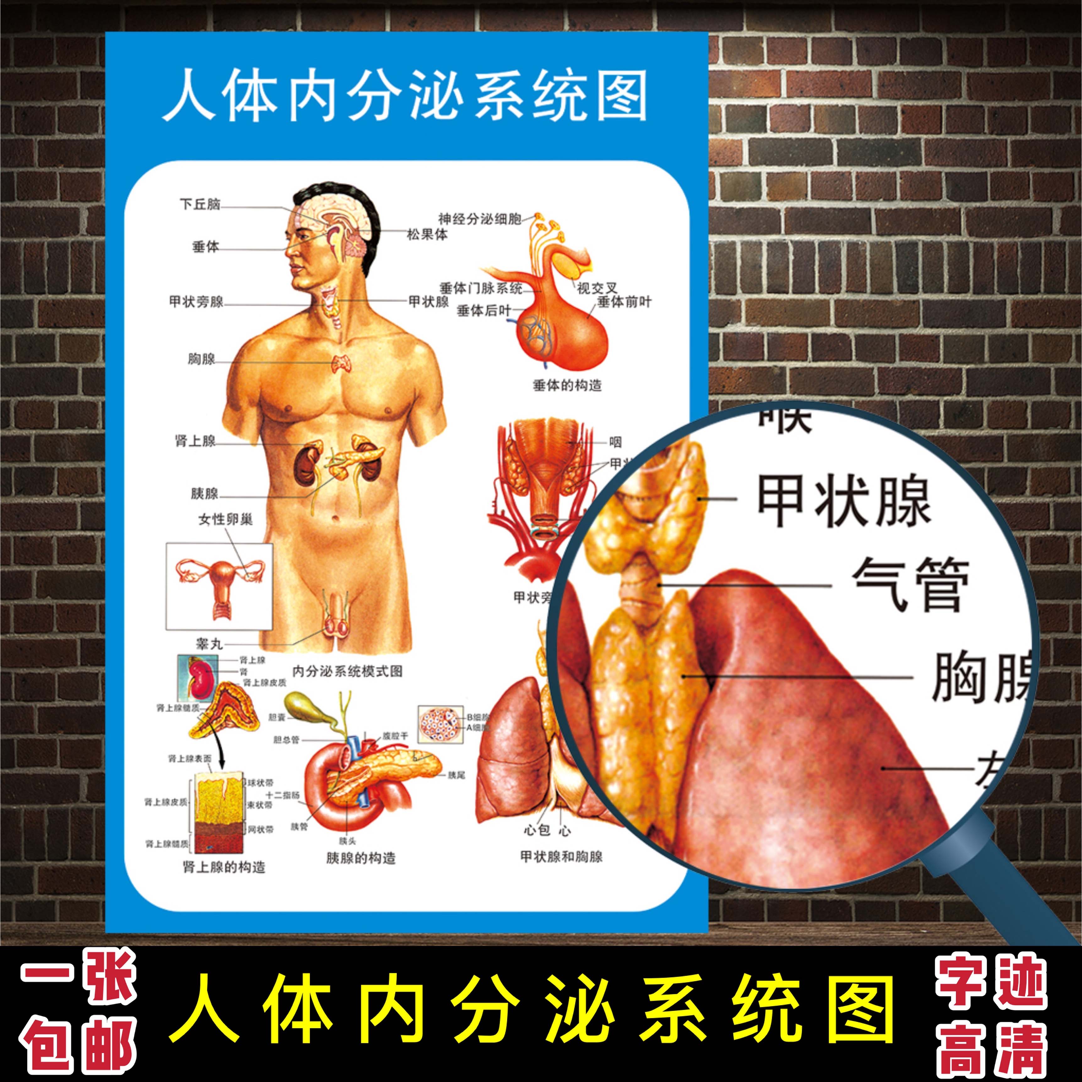 人体内分泌系统解剖示意图医学宣传挂图人体器官心脏结构医院海报