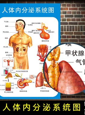 人体内分泌系统解剖示意图医学宣传挂图人体器官心脏结构医院海报