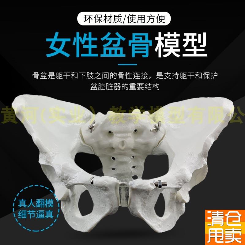 自然大女性骨盆标本模型髂骨坐B骨耻骨演示模型标准人体骨骼模型