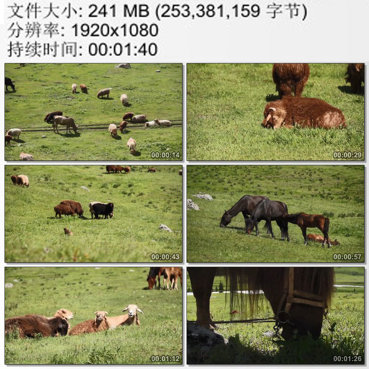 绿色大草原牧场牛羊马群悠闲快乐的在吃草 牲畜和牧 实拍视频素材