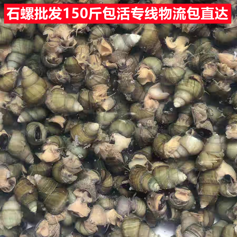 150斤鲜活大号田螺种苗淡水养殖活体大种螺泥螺石螺蛳粉螺丝肉