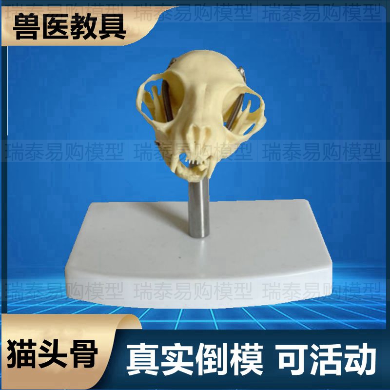 猫头骨模型仿真塑胶材质骨头标本真实倒模可活Q动猫科宠物动物犬