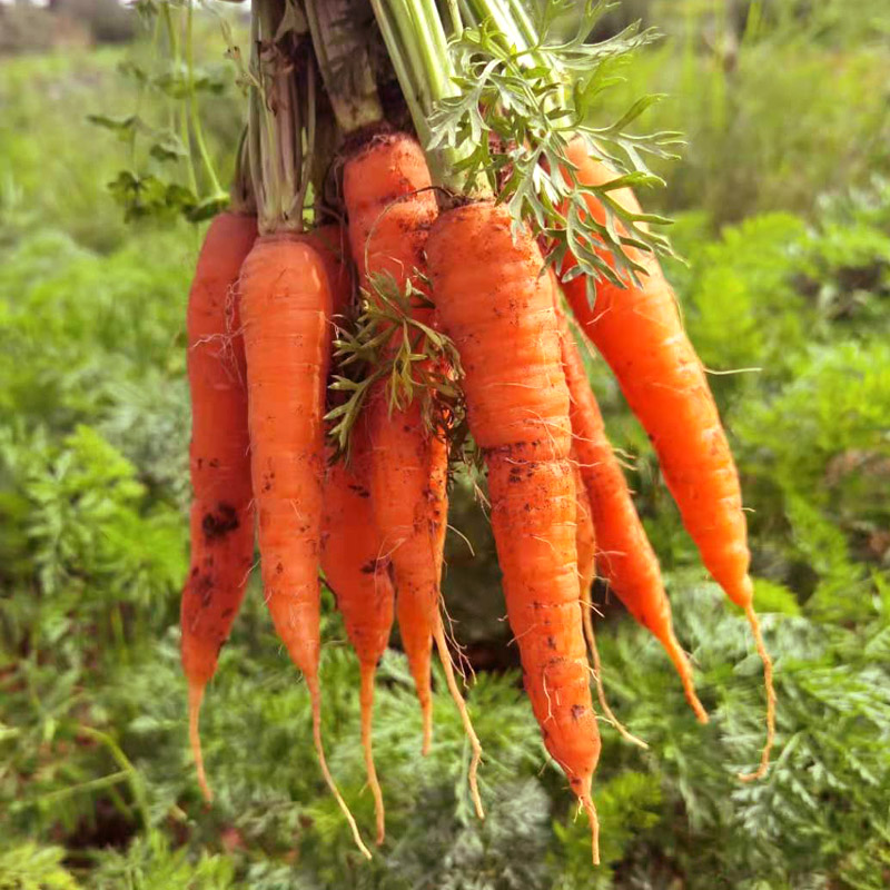 新鲜胡萝卜云南红萝卜蔬菜生吃水果8斤带泥时令当季种植农产品