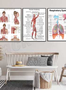 人体肌肉结构解剖装饰画人体骨骼大挂图人体器官解剖图示意图海报