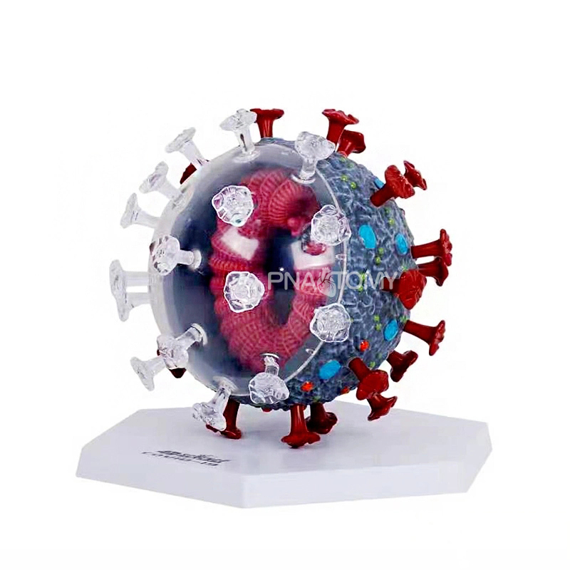 4D MASTER新冠病毒模型冠状病毒解剖拼装玩具 DIY 科普馆展示教学