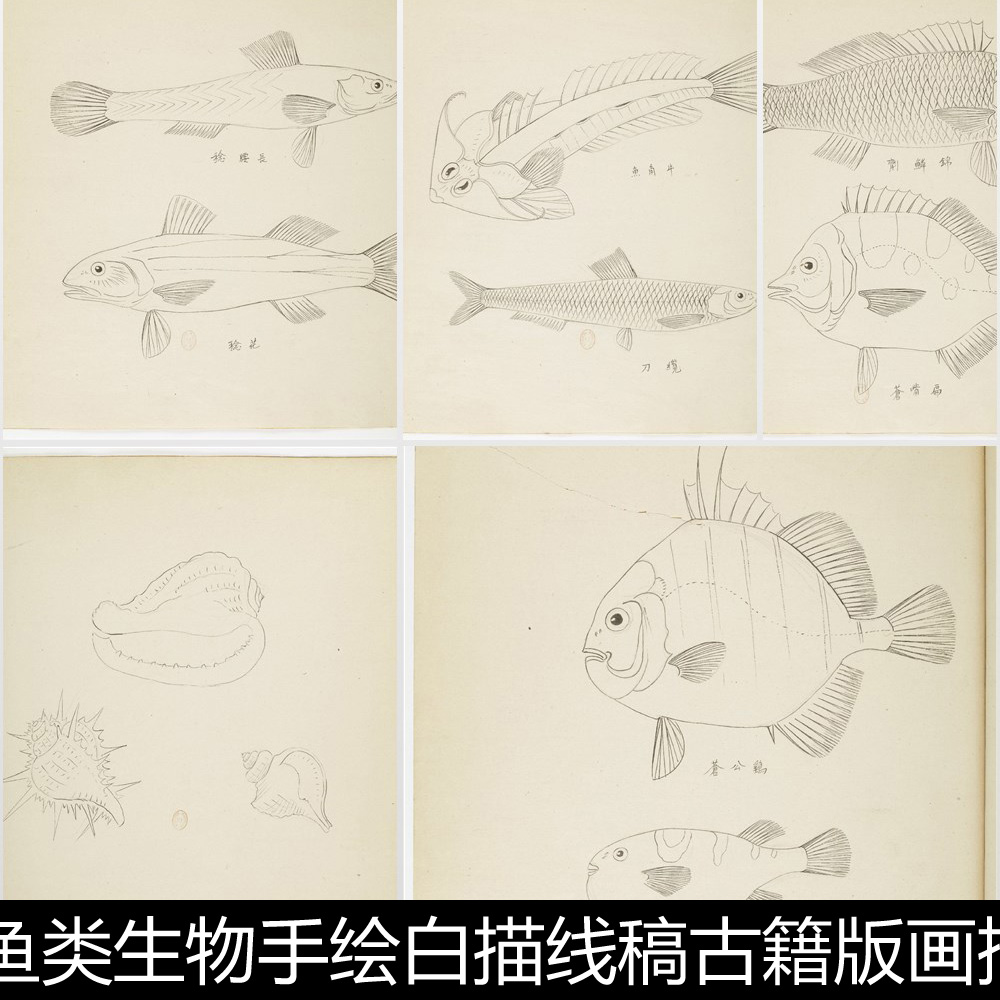 CEJ海洋鱼类生物手绘白描线稿古籍版画插图非高清素材资料参考24