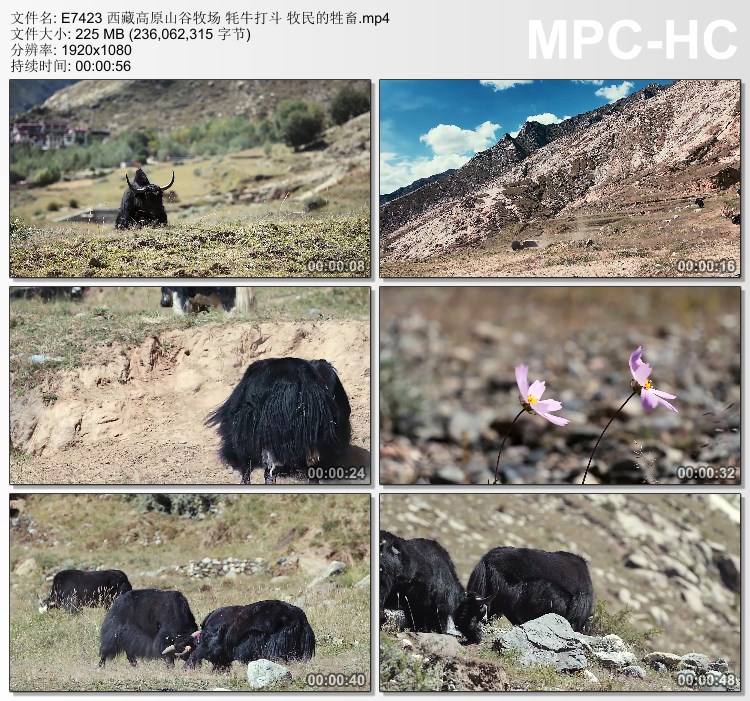 西藏高原山谷牧场视频 牦牛打斗 牧民的牲畜 高清实拍视频素材