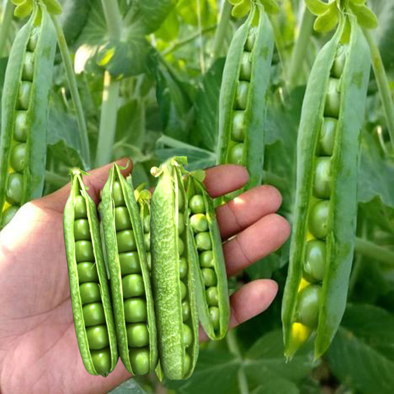 豌豆种子长寿仁甜脆豌豆种子孑荷兰豆种子青豆春秋菜园四季