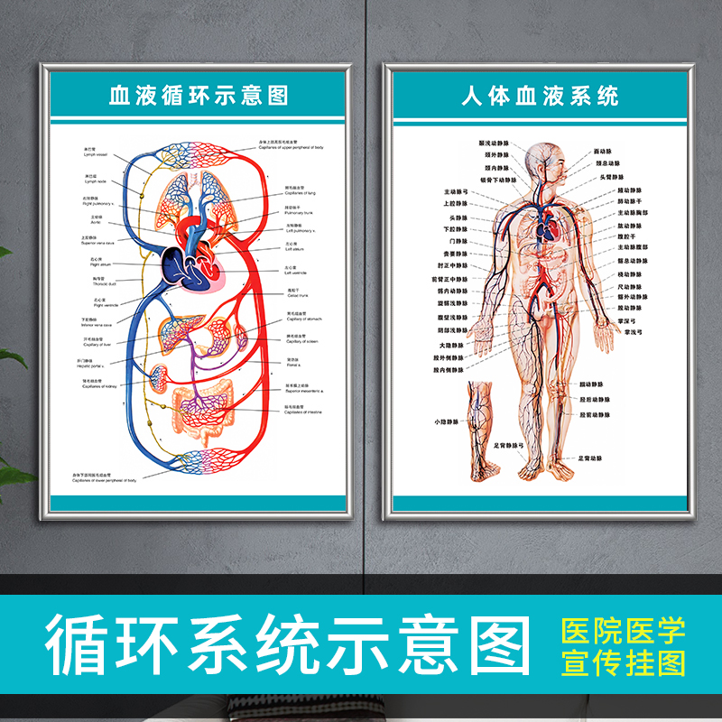 人体解剖彩色挂图骨骼结构图血液循环模型血管分布图医学科普海报