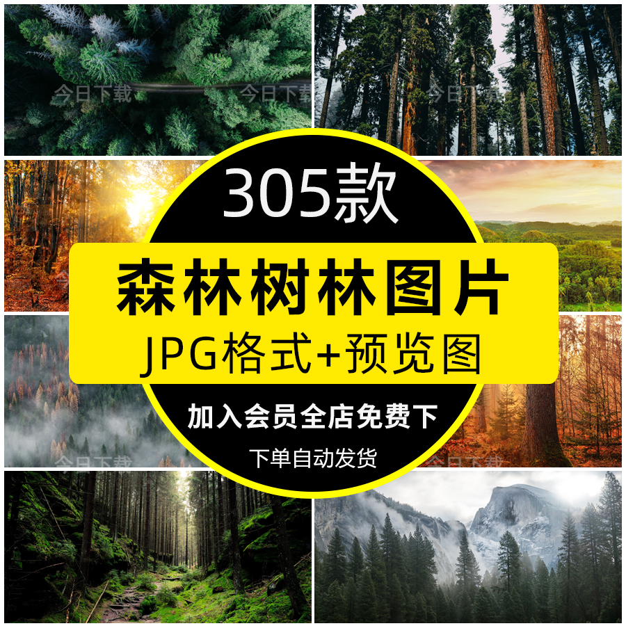 高清森林热带雨林树林大树自然风景JPG图片ps设计师美工合成素材