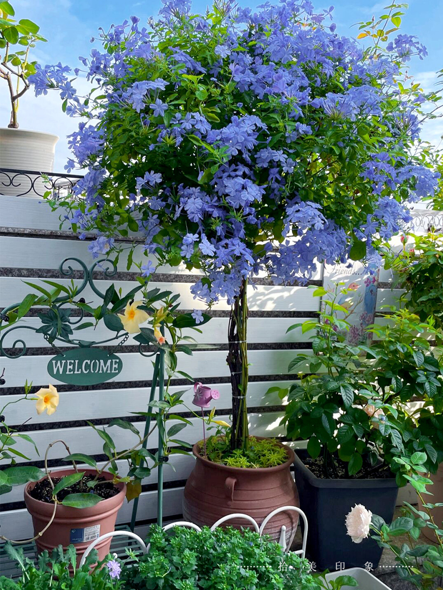 橙钟花盆栽苗室外植物阳台室外庭院花境观花绿植四季开花紫云藤花