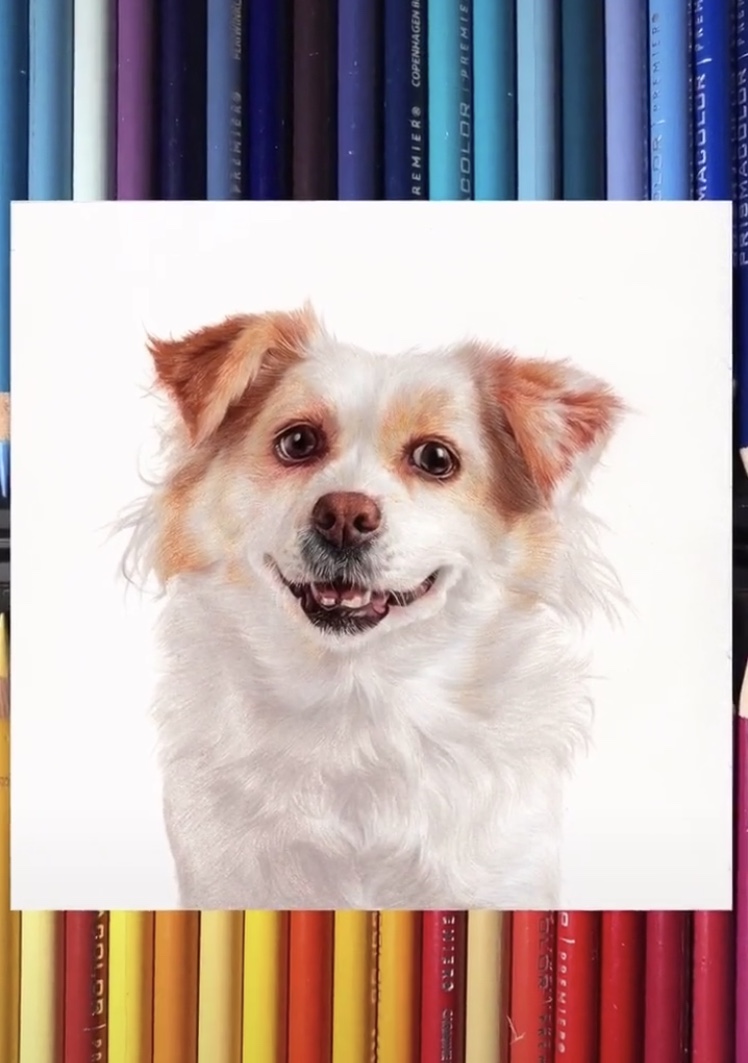 宠物画像定制动物画狗狗猫咪萌宠照片手绘定做素描水彩铅笔头肖像