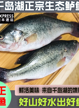 淳安千岛湖纯天然原生态淡水鲜嫩鲈鱼新鲜现捞食用非海鲈鱼不缺重