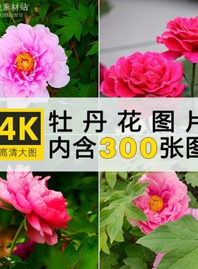 4K高清牡丹花图片花开富贵红粉白色花卉花朵照片手机电脑壁纸素材