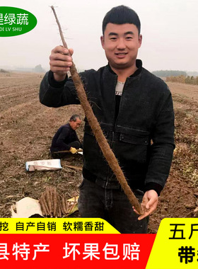 铁棍山药带箱5斤装农家自产自销河北蠡县特产新鲜铁杆好吃