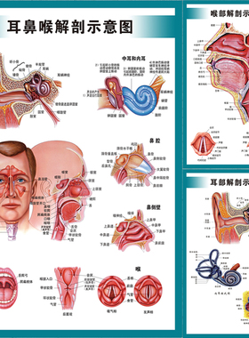 人体内脏耳鼻咽喉五官解剖疾病示意图医院穴位中医养生海报挂图贴
