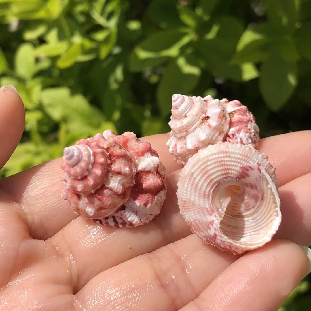 塔螺天然贝壳海螺费里拉粉色标本螺鱼缸水族造景装饰寄居蟹替换壳
