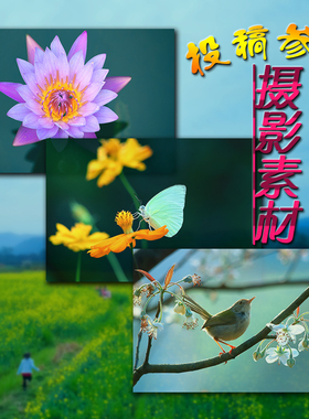 投稿参赛摄影作业素材原图1元/张 可买断 风光纪实花卉昆虫风景