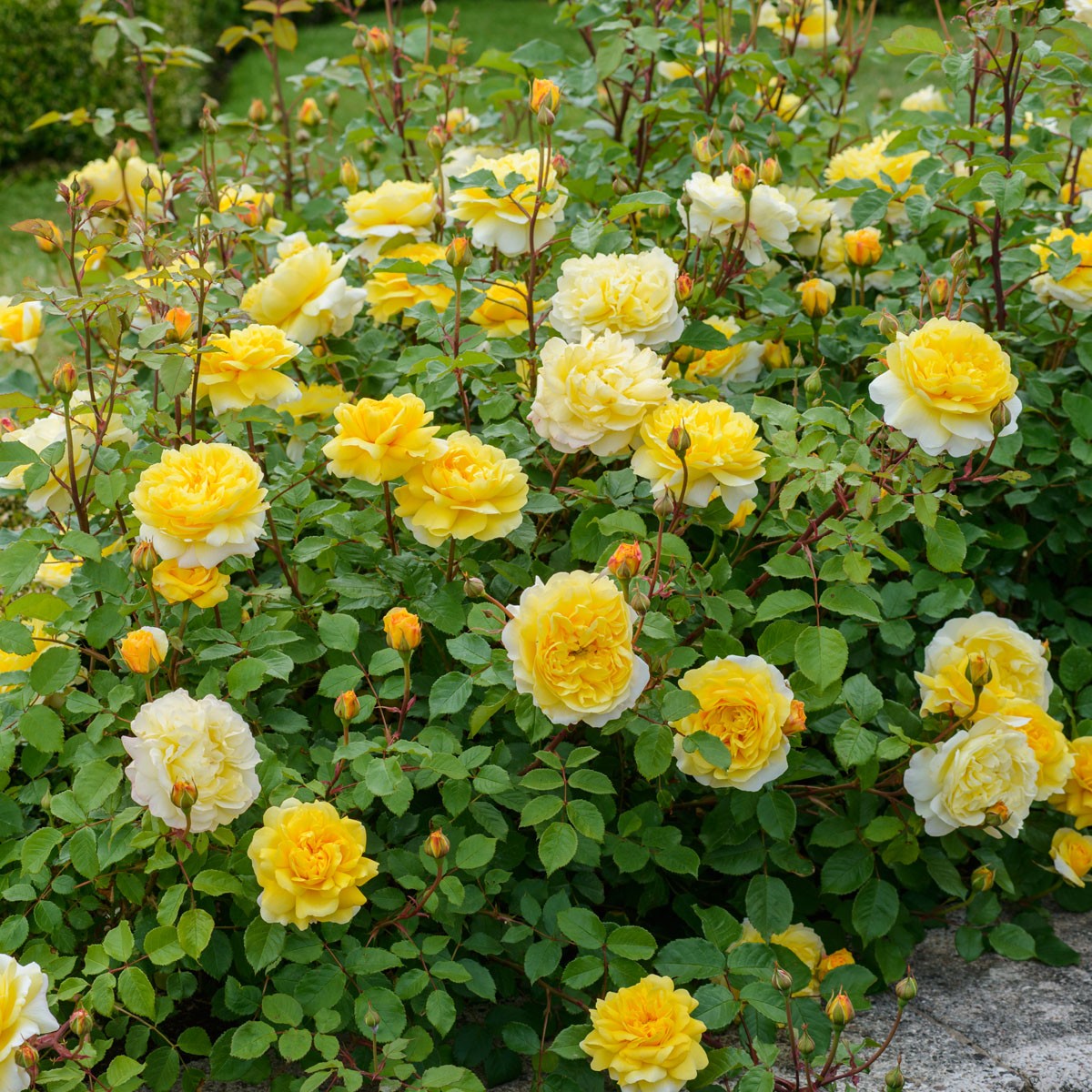 月季诗人的妻子花苗奥斯汀灌木花园庭院植物多季灌木玫瑰