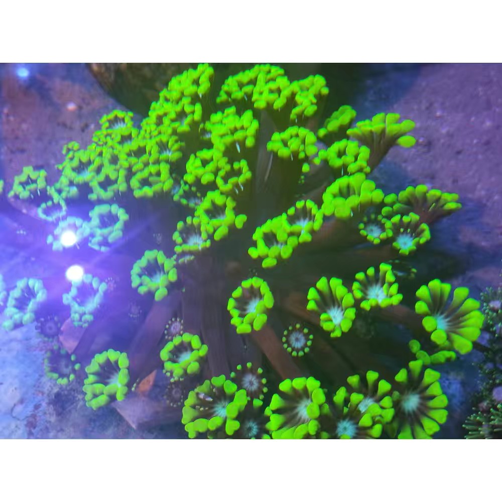 水仙茉莉绿宝石单苞花软体珊瑚 lps