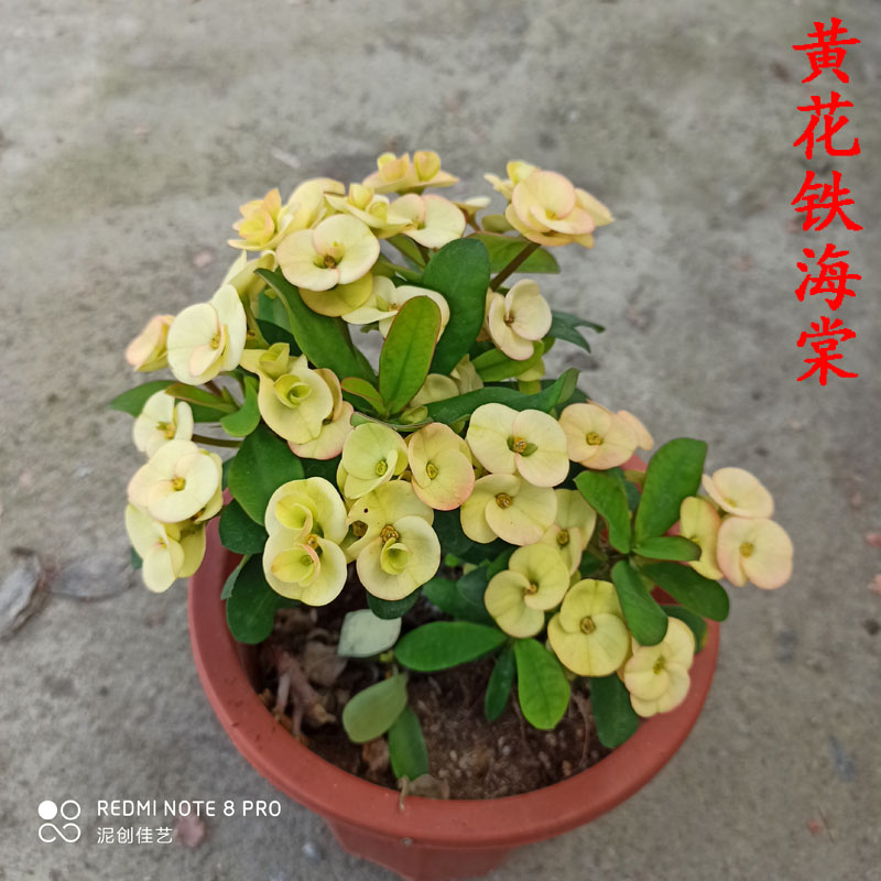 四季开花铁海棠黄花虎刺梅盆栽常年开花植物黄色稀有新品种刺海棠