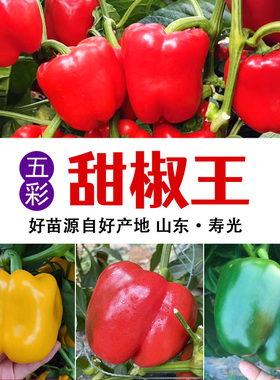 高产甜椒种了籽苗子非转基因圆椒青椒太空椒阳台盆栽四季蔬菜种子