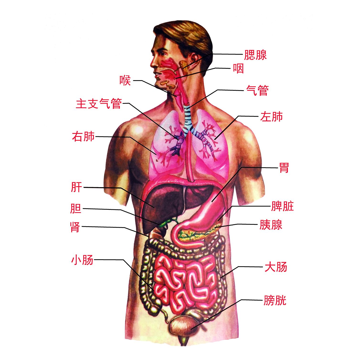 人体内脏解剖系统示意图海报医学宣传挂图人体器官心脏结构图展板